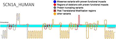 Voltage Gated Sodium Channel Genes in Epilepsy: Mutations, Functional Studies, and Treatment Dimensions